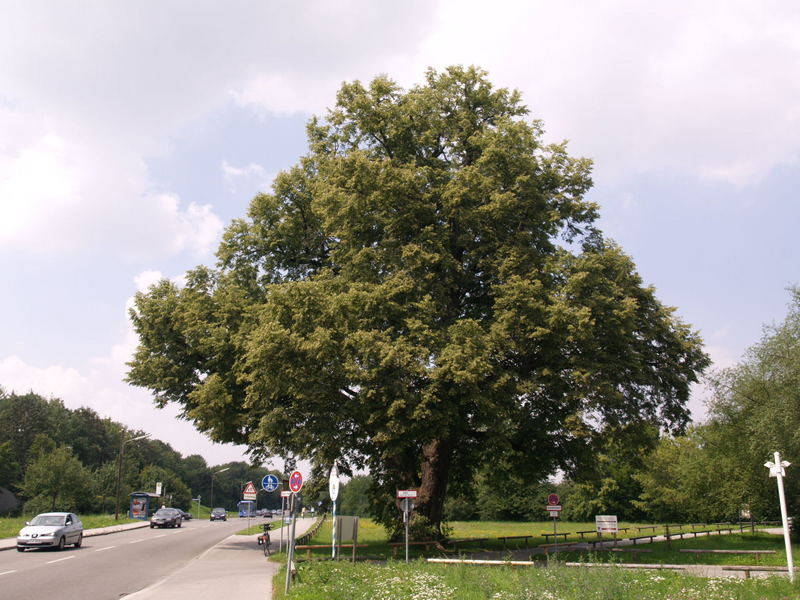 Röthlinde München die 2.