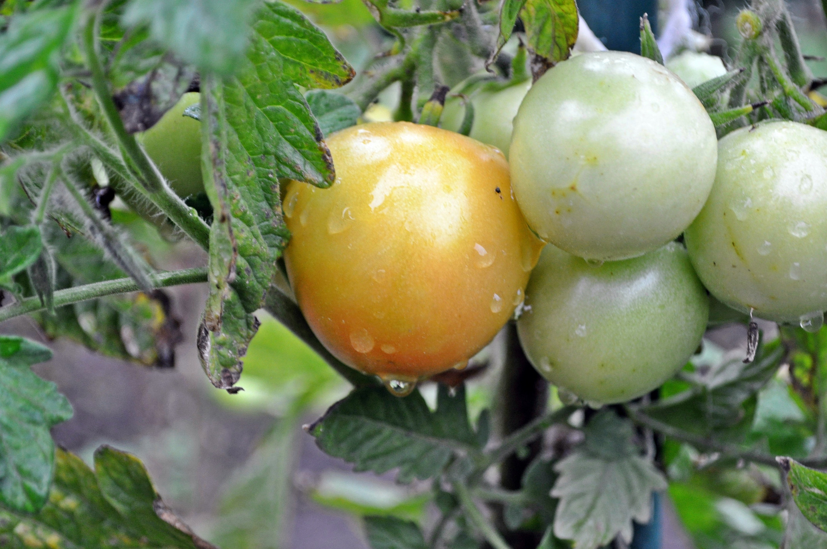 Rötlich und grüne Tomaten