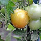 Rötlich und grüne Tomaten