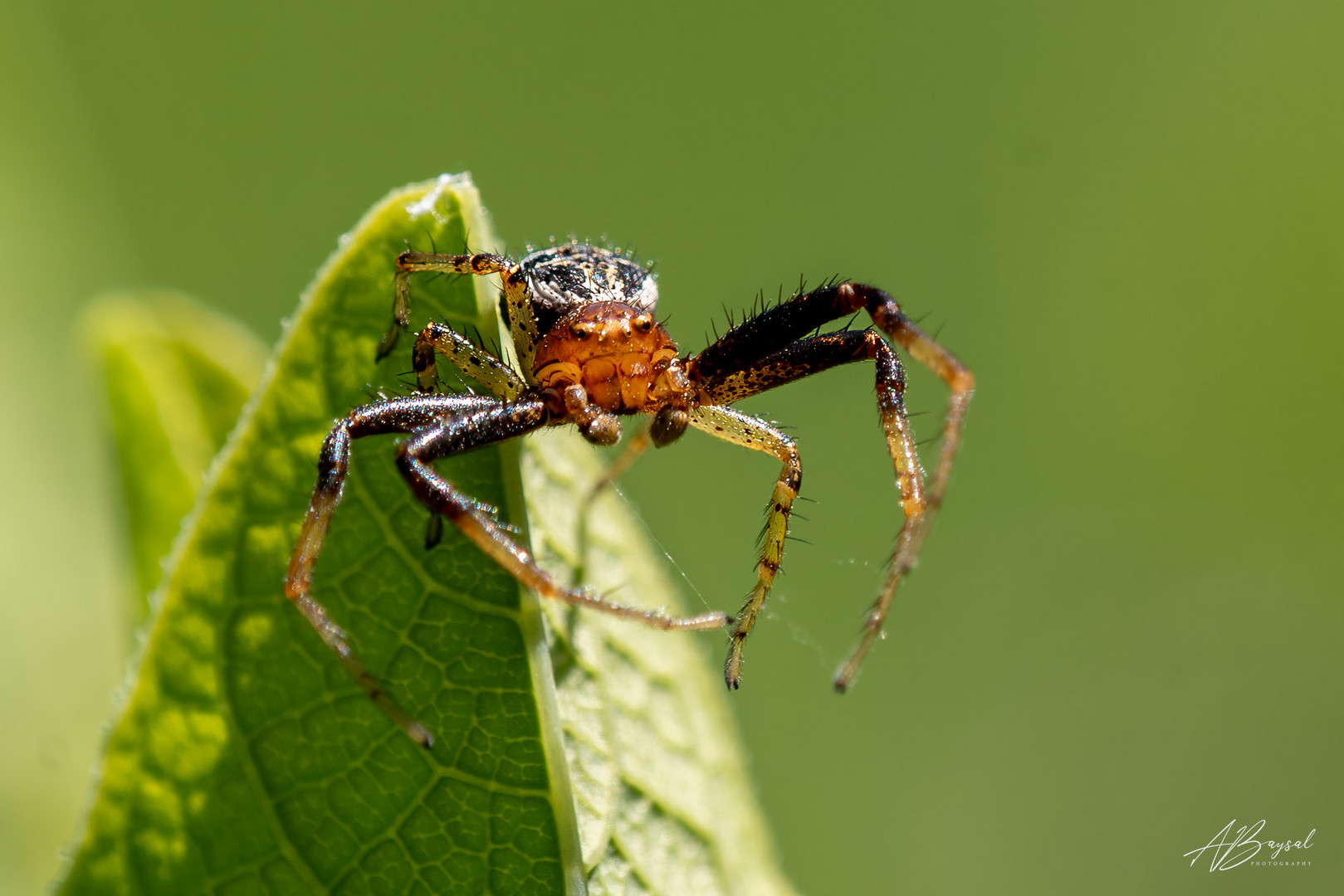 Rötliche Busch-Krabbenspinne