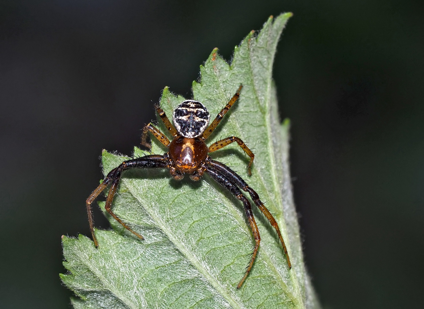 Rötliche Busch-Krabbenspinne (Xysticus lanio) - Araignée du genre Xysticus.