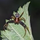 Rötliche Busch-Krabbenspinne (Xysticus lanio) - Araignée du genre Xysticus.