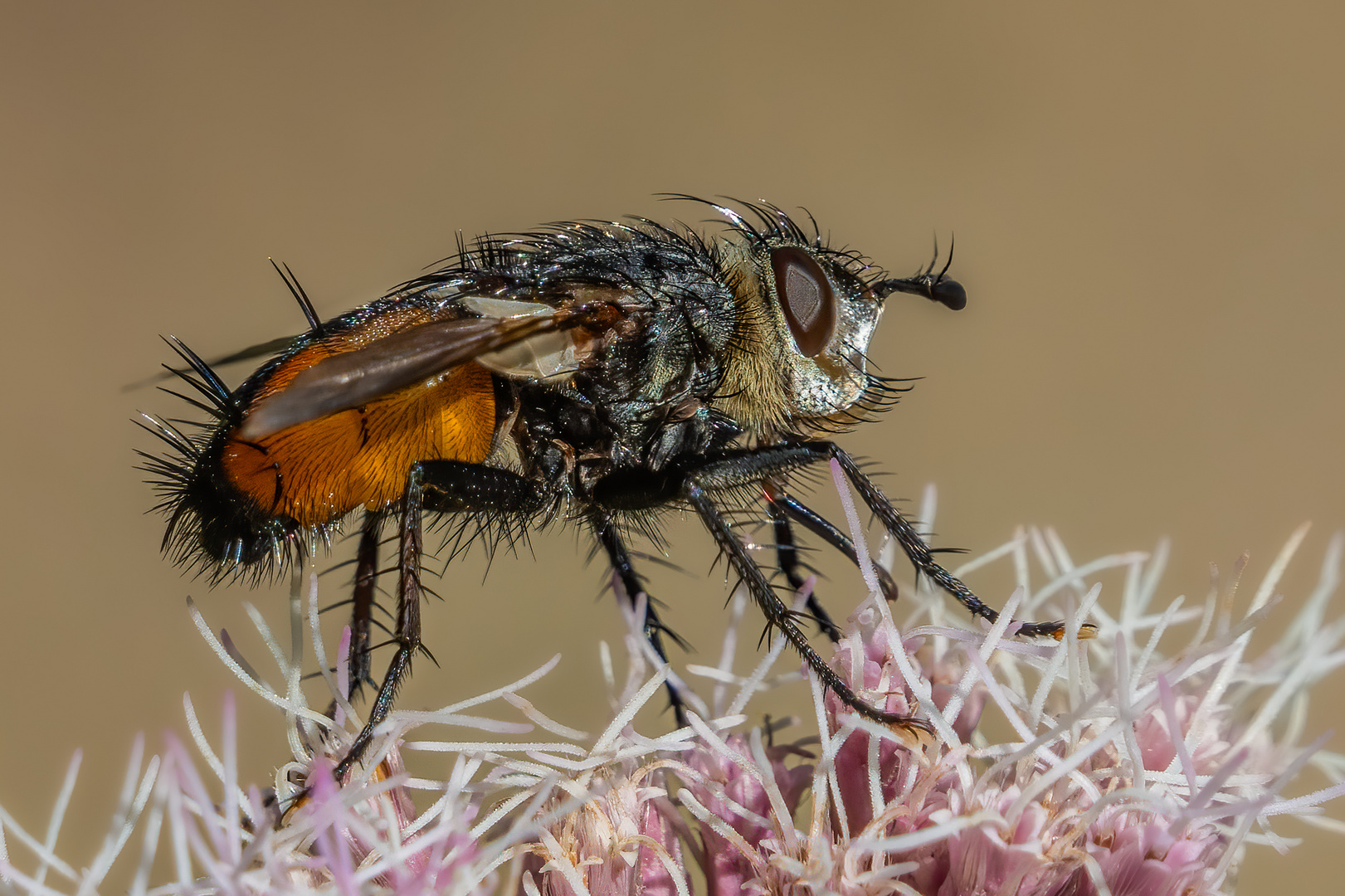 Rötliche Eulenraupenfliege (Peleteria rubescens)