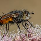 Rötliche Eulenraupenfliege (Peleteria rubescens)