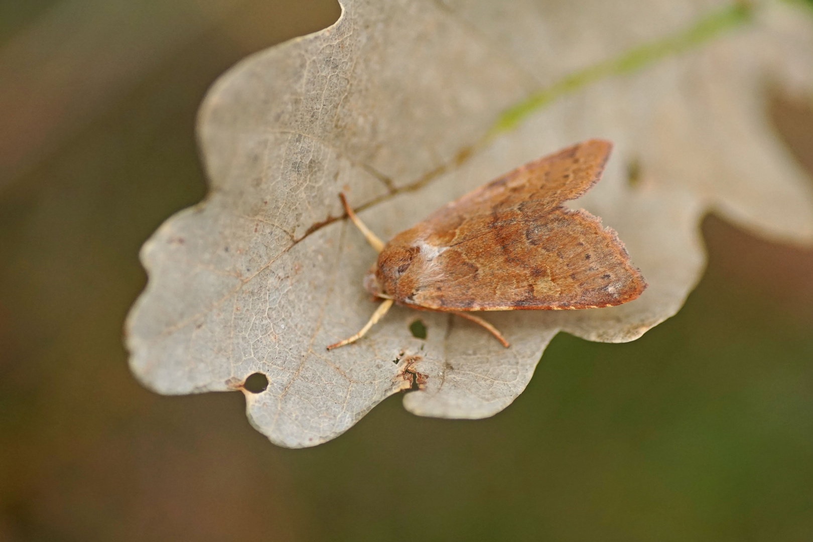 Rötliche Herbsteule (Agrochola helvola)