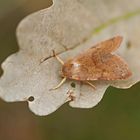 Rötliche Herbsteule (Agrochola helvola)