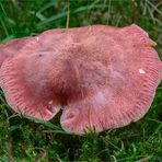 Rötliche Holzritterling (Tricholomopsis rutilans) #2