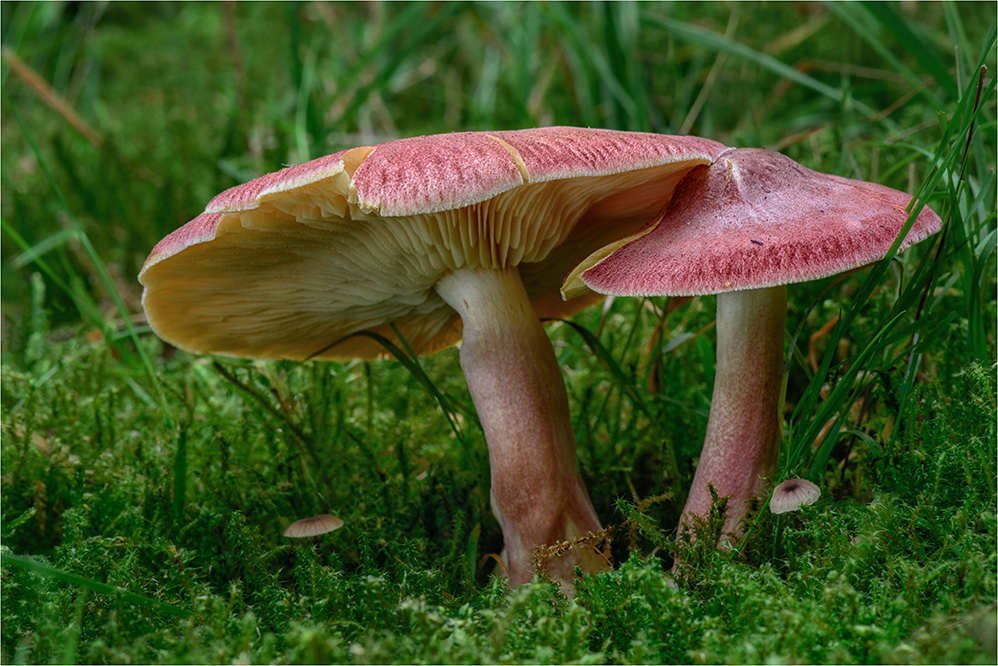 Rötliche Holzritterling (Tricholomopsis rutilans)