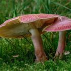 Rötliche Holzritterling (Tricholomopsis rutilans)