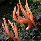 Rötliche Keule ( Clavaria rosea )