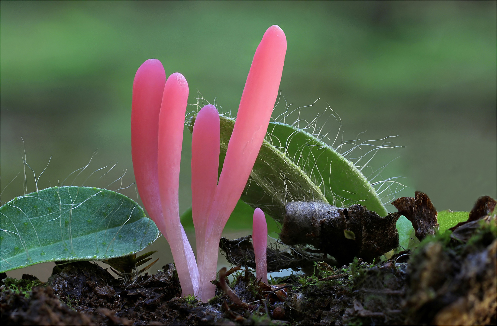 Rötliche Keule ( Clavaria rosea )