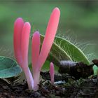 Rötliche Keule ( Clavaria rosea )