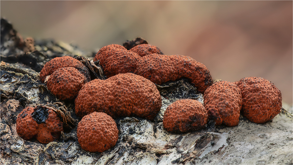 Rötliche Kohlenbeere (Hypoxylon fragiforme)