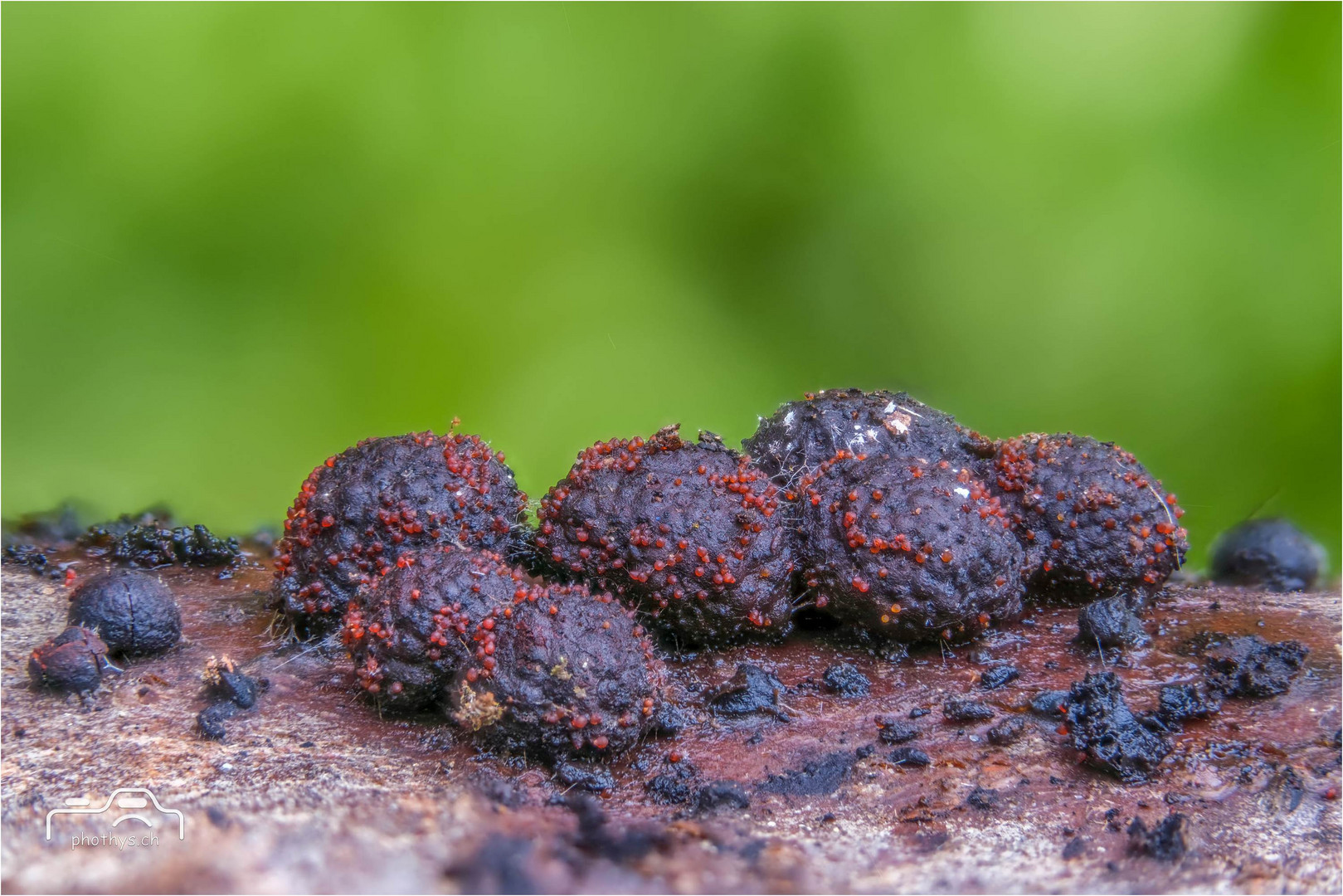 Rötliche Kohlenbeere (Hypoxylon fragiforme)