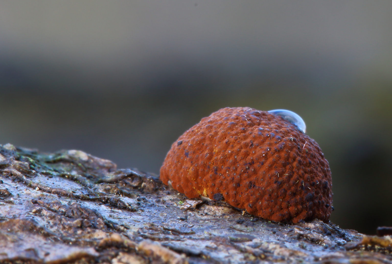 Rötliche Kohlenbeere (Hypoxylon fragiforme)