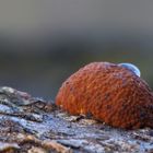 Rötliche Kohlenbeere (Hypoxylon fragiforme)