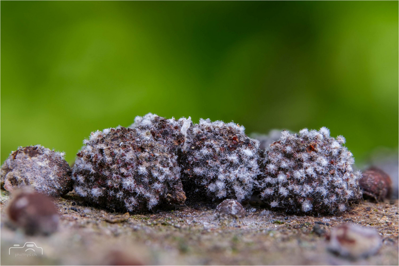 Rötliche Kohlenbeere (Hypoxylon fragiforme) mit Plüschknubelpilz (calcarisporium arbuscula)