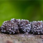 Rötliche Kohlenbeere (Hypoxylon fragiforme) mit Plüschknubelpilz (calcarisporium arbuscula)