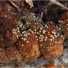 Rötliche Kohlenbeere (Hypoxylon fragiforme) Pilzbefall