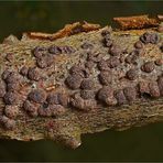 Rötliche Kohlenbeeren (Hypoxylon fragiforme)