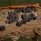 Rötliche Kohlenbeeren (Hypoxylon fragiforme)