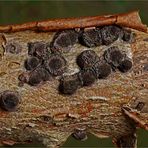 Rötliche Kohlenbeeren (Hypoxylon fragiforme)