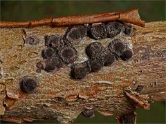 Rötliche Kohlenbeeren (Hypoxylon fragiforme)