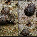 Rötliche Kohlenbeeren (Hypoxylon fragiforme)