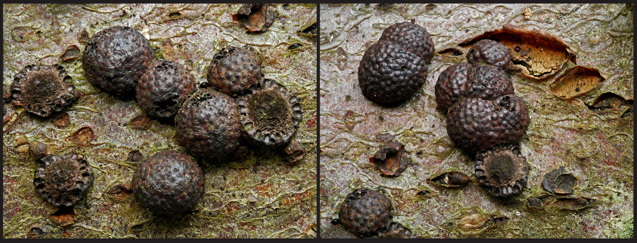 Rötliche Kohlenbeeren (Hypoxylon fragiforme)