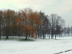 rötlicher Baum