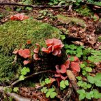 ...Rötlicher Gallerttrichter...Tremiscus helvelloides...