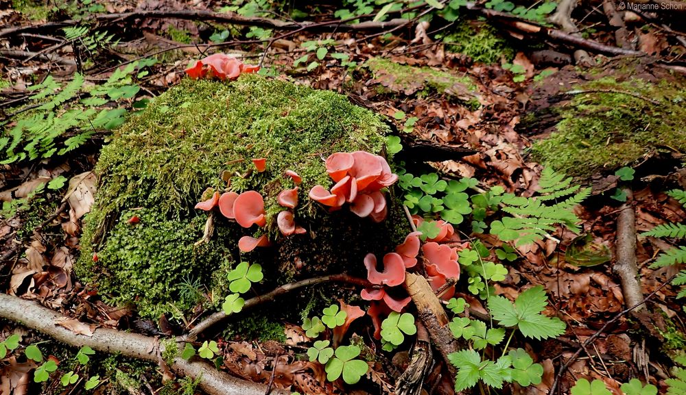 ...Rötlicher Gallerttrichter...Tremiscus helvelloides...