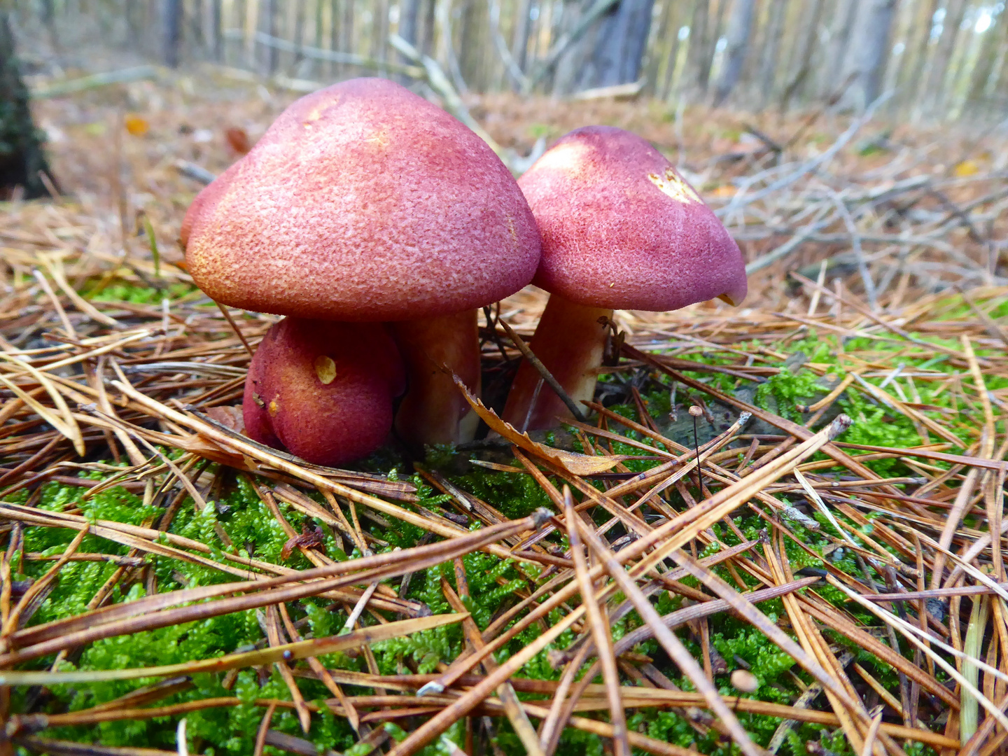 rötlicher Holzritterling