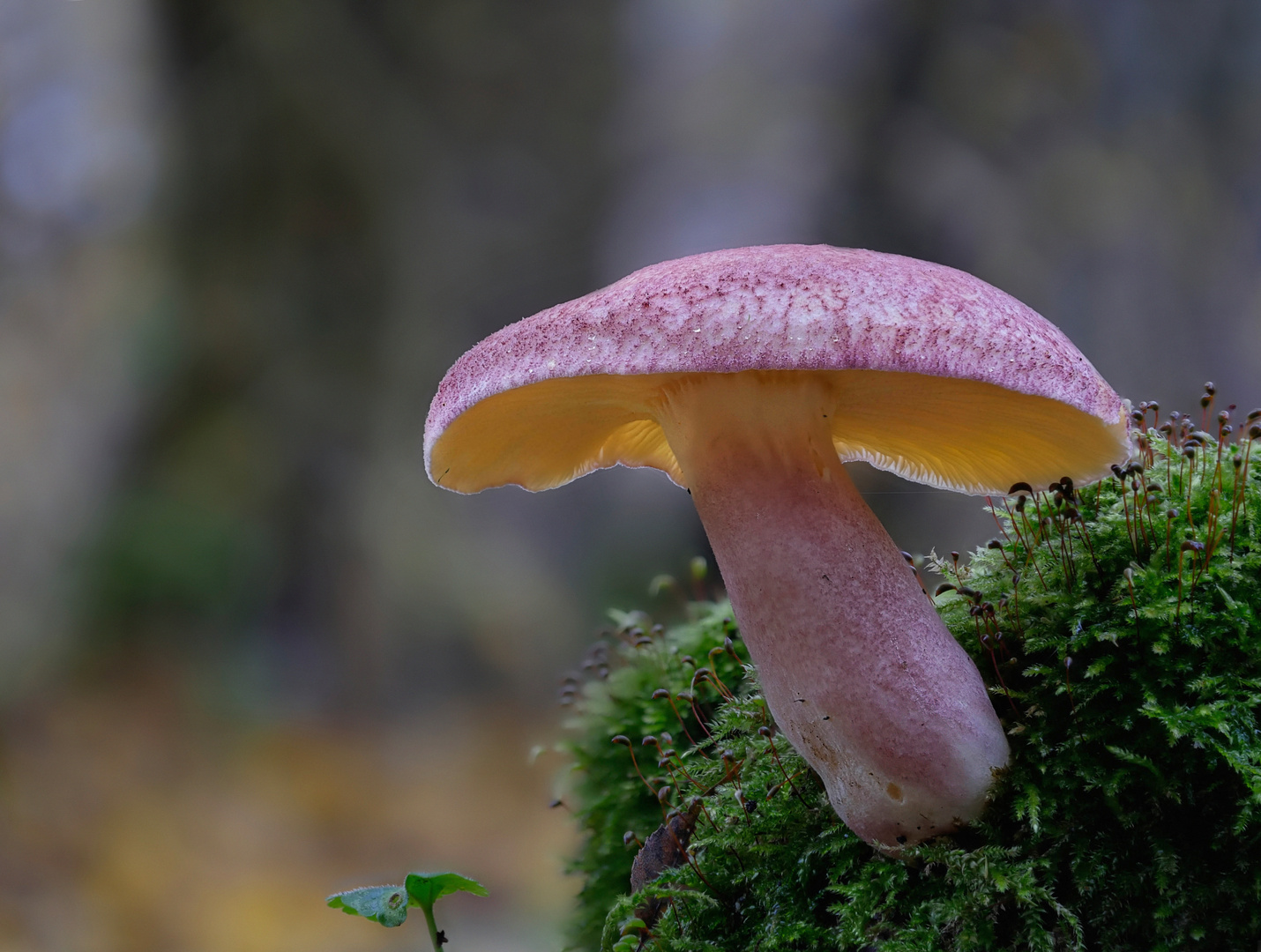 Rötlicher Holzritterling