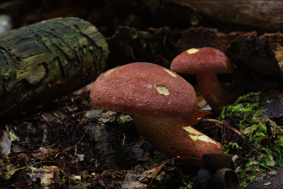 Rötlicher Holzritterling