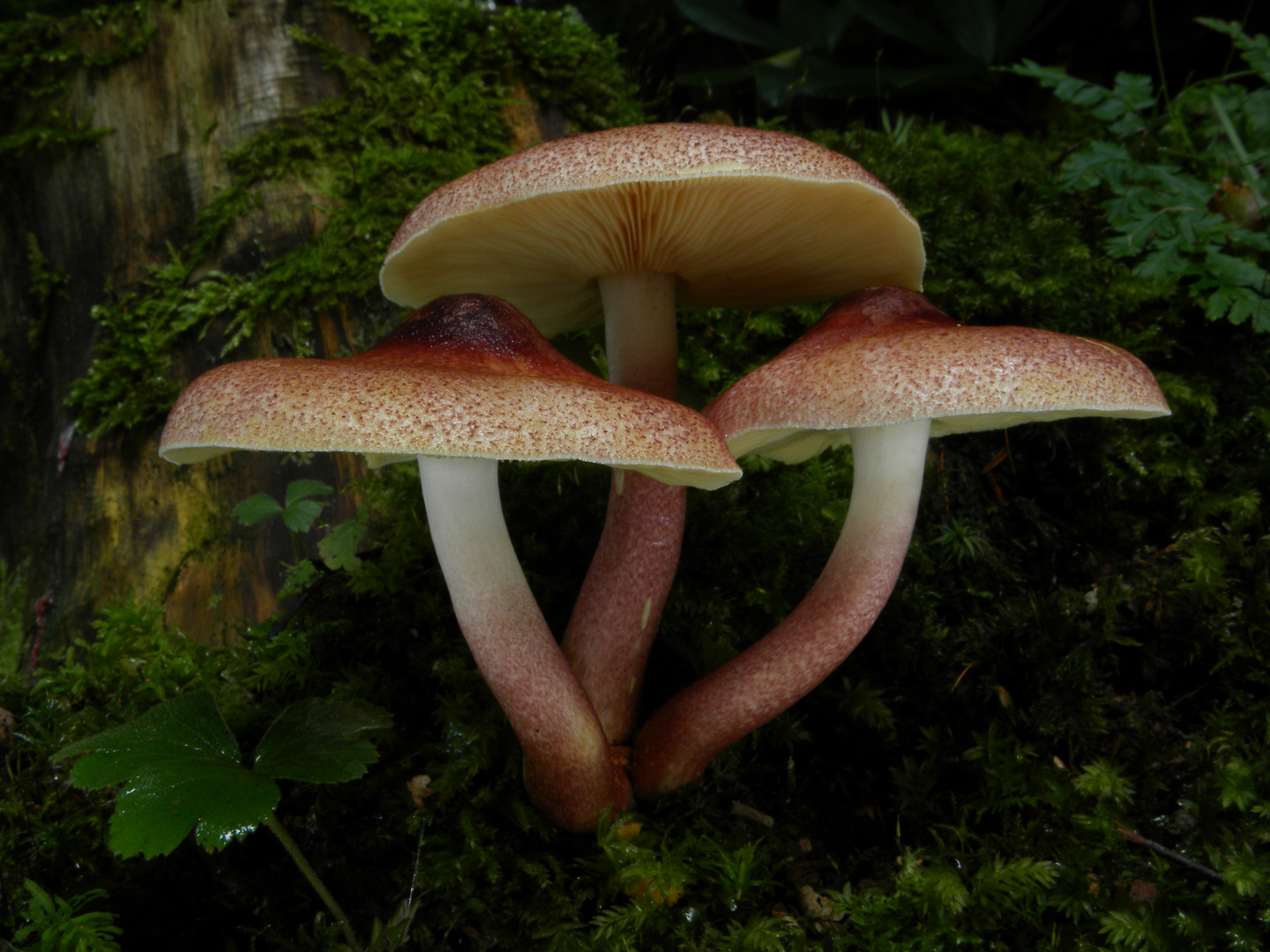 Rötlicher Holzritterling (Tricholomopsis rutilans) unplugged