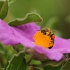 Rötlicher Pollen