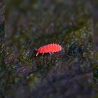 Rötlicher Springschwanz (Bilobella braunera, Neanurinae)