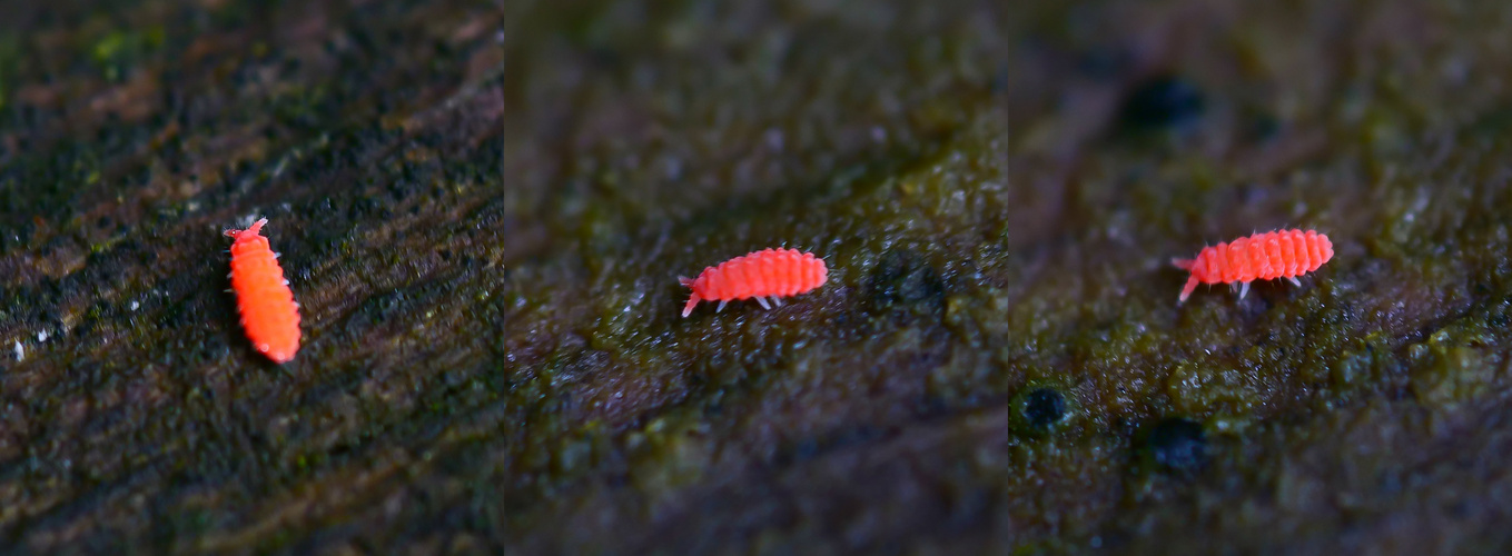 Rötlicher Springschwanz (Bilobella braunera, Neanurinae)