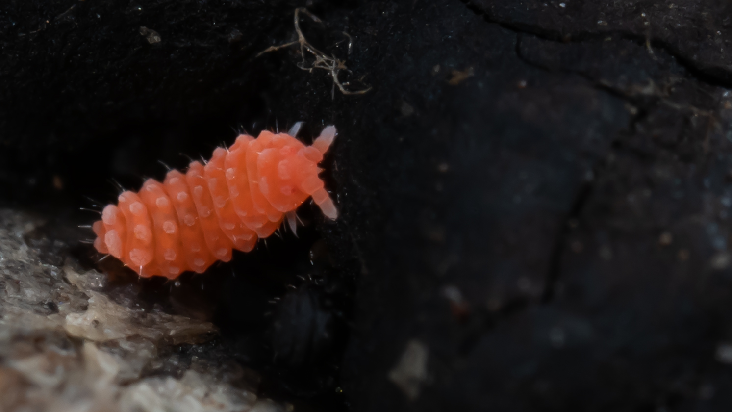 Rötlicher Springschwanz (Bilobella braunerae)