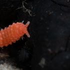 Rötlicher Springschwanz (Bilobella braunerae)