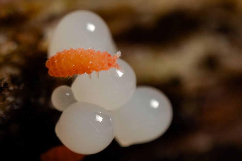 Rötlicher Springschwanz (Bilobella braunerae)