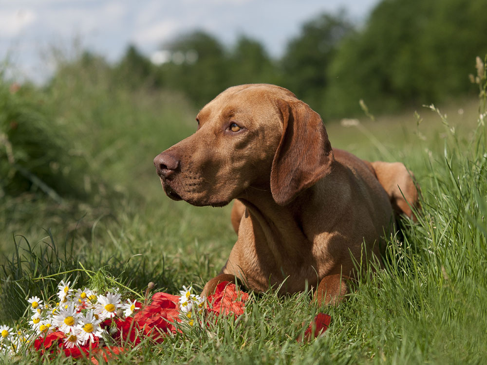 Rövidszörü Magyar Vizsla:  Manchmal denk' ich an Piroschka....