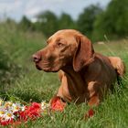 Rövidszörü Magyar Vizsla:  Manchmal denk' ich an Piroschka....