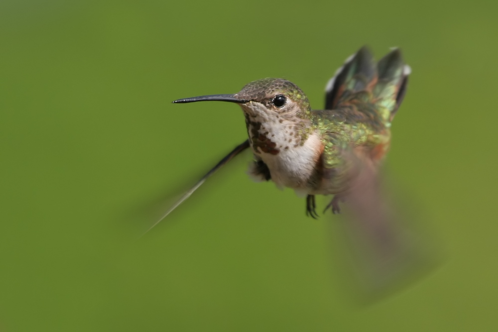 Rofous Hummingbird