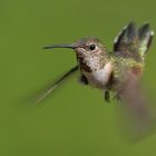 Rofous Hummingbird