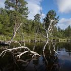 Rogen Naturreservat