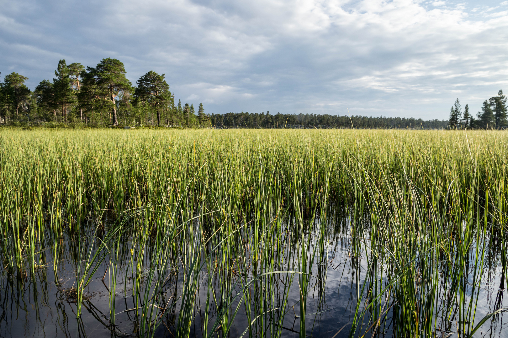 Rogen Naturreservat