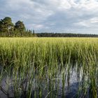 Rogen Naturreservat