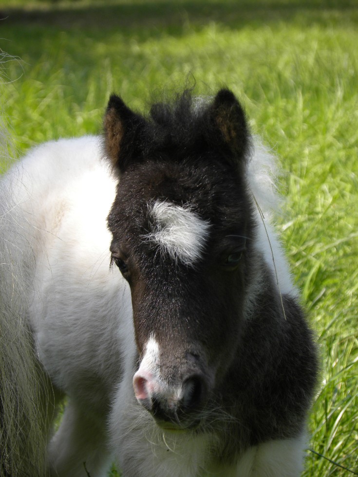 Roger , ein tolles Hengchen